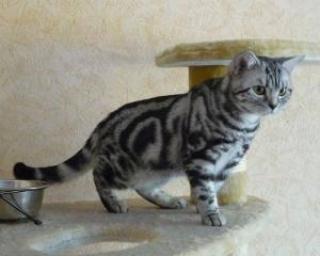 Wunderschöne BKH-Babys, black silver tabby, Whiskas, mit Stammbaum, sehr versch