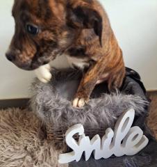 Old english bulldog-Red Fox Labrador welpen