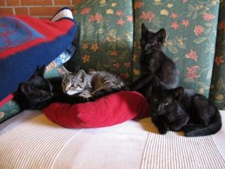 Katzenbabys
