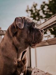 Cane Corso, 3 Jahre, unkastriert, in gute Hände abzugeben