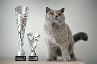 BKH Katze mit Stammbaum kastriert blau