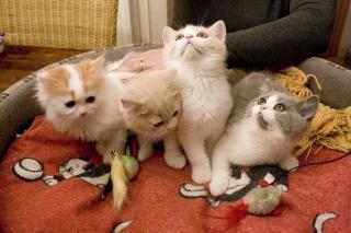 Zuckersüße Perser Kartäuser Kitten
