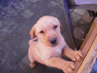 Labradorwelpe, blond, reinrassig, 9. Wochen, Rüde
