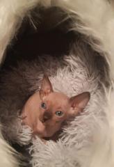 Babykatzen