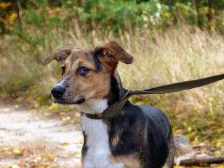 Ganz liebe Mix-Hündin ca. 1, 5 J, kastriert, sucht ein Zuhause