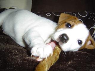 Noch eine Jack Russel Hündin sucht neues Zuhause