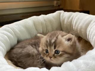 Kleine Raritäten sind unsere Kitten