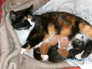 Unsere Bella ist Mama geworden