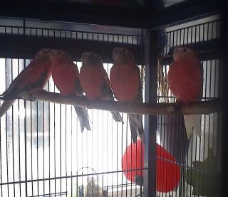 3 Paare Bourkesittiche inkl. Zimmer Voliere abzugeben