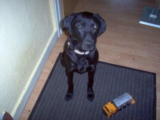 Labradormix Bella 6 Monate alt