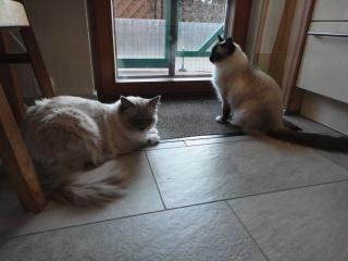 Schöner 2 jähriger, blue-mitted Ragdollkater für die Zucht mit Stammbaum