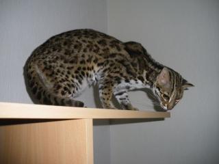 Wildbengal