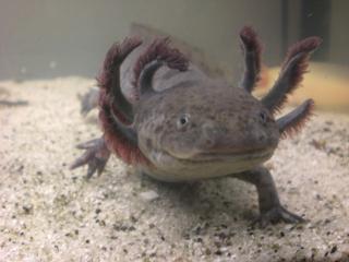 Axolotlbabys ab April abzugeben