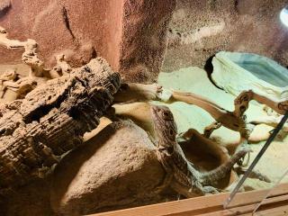 Bartagamen Pogona Viticeps zu verschenken
