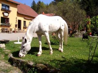 Pfingst- und Sommerferien auf dem Reiterhof