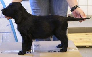 Flat-Coated Retriever Rüde schwarz, 10 Wochen