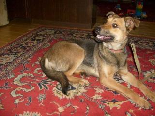Tasya, ein Goldschatz von einem Hundemädchen sucht ein Zuhause