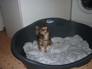 Chihuahua Rüde kein Mischling