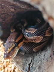 3 wunderschöne Koenigspythons abzugeben