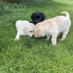 Labrador Welpen suchen ein Zuhause