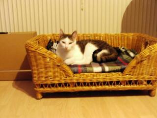 Kater such neues Zuhause