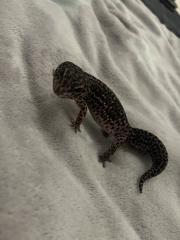 Leopardengecko black Night