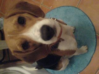 Beagle Hündin
