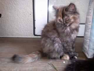 Maine Coon Kätzchen