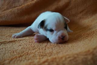 Continental Bulldog Welpen