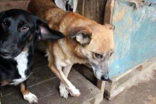 Lusia - als ihr Frauchen starb, wurde sie mit ihren Hundefreunden in die Tötung