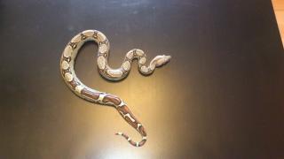2, 2 Boa constrictor imperator KOLUMBIEN Bonny Linie