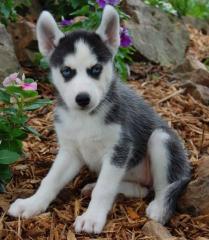 Siberian Husky-Welpen zu verkaufen.