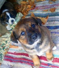 Hundewelpen