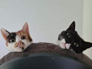 Katzensitting Tierbetreuung gesucht