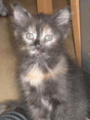 Sibirische Katzenkinder