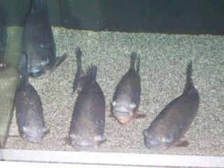 5 Piranha rot XXL