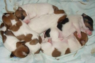 Jack Russell Welpen
