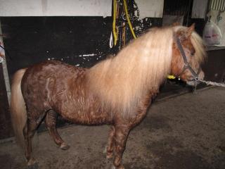 Pony Hengst mit vollen Papieren