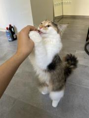 Norwegische Waldkatze in gute Hände abzugeben