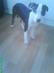 Pit-Bull rednose Mädchen 10Wochen