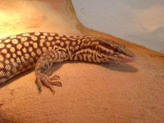Varanus acanthurus Pärchen