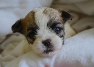Malteser/Shih tzu Welpen