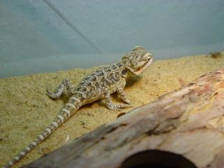 Bartagame abzugeben