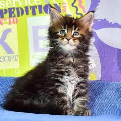 Maine Coon Kitten Suche nach einem neuen Zuhause