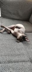 Sphynx Dame sucht neues Zuhause