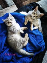 Bkh Kitten