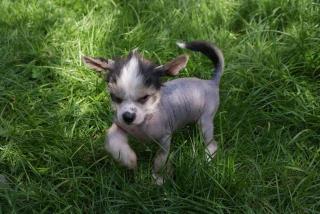 Bildhübscher Chinese Crested Welpe Rüde haarlos