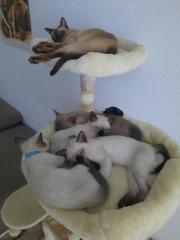 Tonkanesekitten Burma, Siam