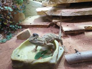 Zwergbartagame männlich mit Terrarium abzugeben