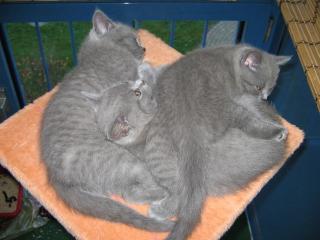 BKH Kitten